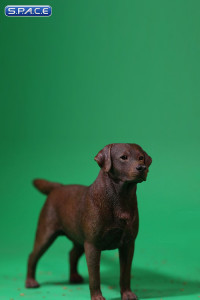1/6 Scale Labrador Retriever chocolate
