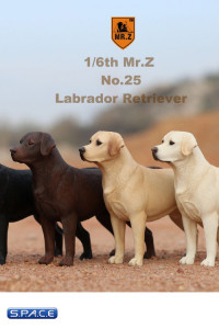 1/6 Scale Labrador Retriever chocolate