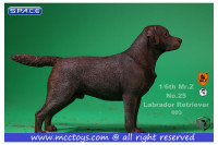 1/6 Scale Labrador Retriever chocolate