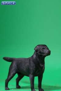 1/6 Scale Labrador Retriever black