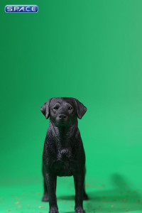 1/6 Scale Labrador Retriever black