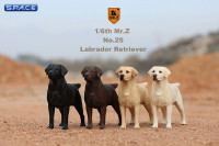 1/6 Scale Labrador Retriever black