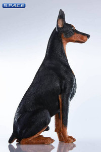 1/6 Scale sitting brown Doberman