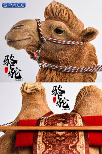 1/6 Scale golden Camel