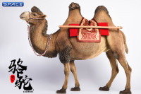 1/6 Scale brown Camel