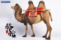 1/6 Scale brown Camel