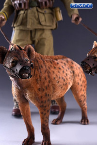 1/6 Scale dark spotted Hyena