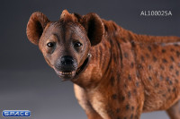 1/6 Scale dark spotted Hyena
