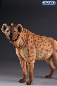 1/6 Scale light spotted Hyena