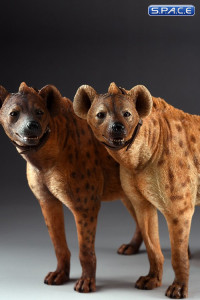 1/6 Scale light spotted Hyena