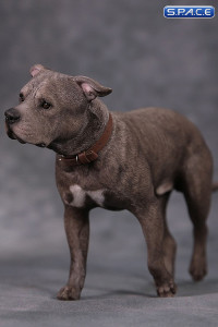 1/6 Scale walking brindle American Staffordshire Terrier