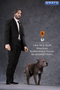 1/6 Scale walking brindle American Staffordshire Terrier