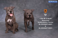 1/6 Scale walking brindle American Staffordshire Terrier