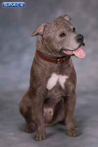 1/6 Scale sitting brindle American Staffordshire Terrier