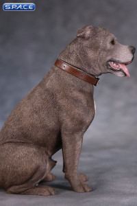 1/6 Scale sitting brindle American Staffordshire Terrier
