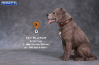 1/6 Scale sitting brindle American Staffordshire Terrier