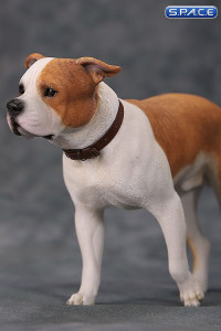 1/6 Scale walking red & white American Staffordshire Terrier