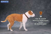 1/6 Scale walking red & white American Staffordshire Terrier