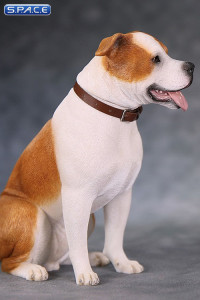 1/6 Scale sitting red & white American Staffordshire Terrier