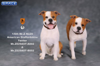 1/6 Scale sitting red & white American Staffordshire Terrier