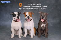 1/6 Scale sitting red & white American Staffordshire Terrier