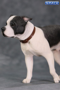 1/6 Scale walking black & white American Staffordshire Terrier