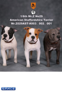1/6 Scale walking black & white American Staffordshire Terrier