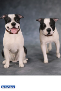1/6 Scale walking black & white American Staffordshire Terrier