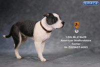 1/6 Scale walking black & white American Staffordshire Terrier