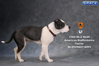 1/6 Scale walking black & white American Staffordshire Terrier