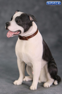 1/6 Scale sitting black & white American Staffordshire Terrier