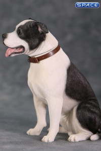 1/6 Scale sitting black & white American Staffordshire Terrier