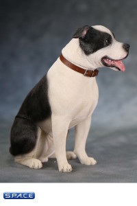 1/6 Scale sitting black & white American Staffordshire Terrier