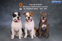 1/6 Scale sitting black & white American Staffordshire Terrier