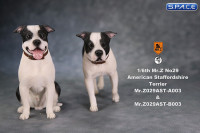 1/6 Scale sitting black & white American Staffordshire Terrier