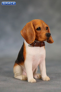 1/6 Scale red face tri-color Beagle Puppy