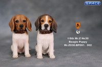 1/6 Scale red face tri-color Beagle Puppy