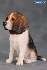 1/6 Scale tri-color Beagle Puppy