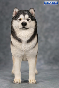 1/6 Scale black Alaskan Malamute