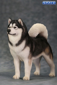 1/6 Scale black Alaskan Malamute