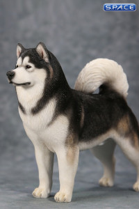 1/6 Scale black Alaskan Malamute