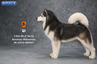 1/6 Scale black Alaskan Malamute