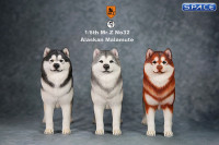 1/6 Scale black Alaskan Malamute