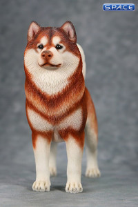 1/6 Scale red Alaskan Malamute