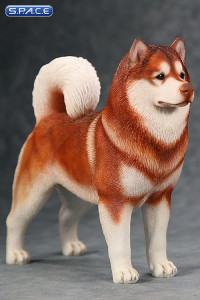 1/6 Scale red Alaskan Malamute