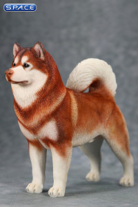 1/6 Scale red Alaskan Malamute