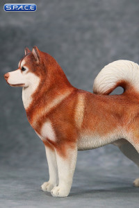 1/6 Scale red Alaskan Malamute