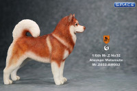 1/6 Scale red Alaskan Malamute