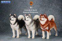 1/6 Scale red Alaskan Malamute