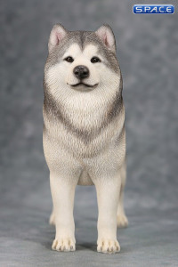 1/6 Scale grey Alaskan Malamute